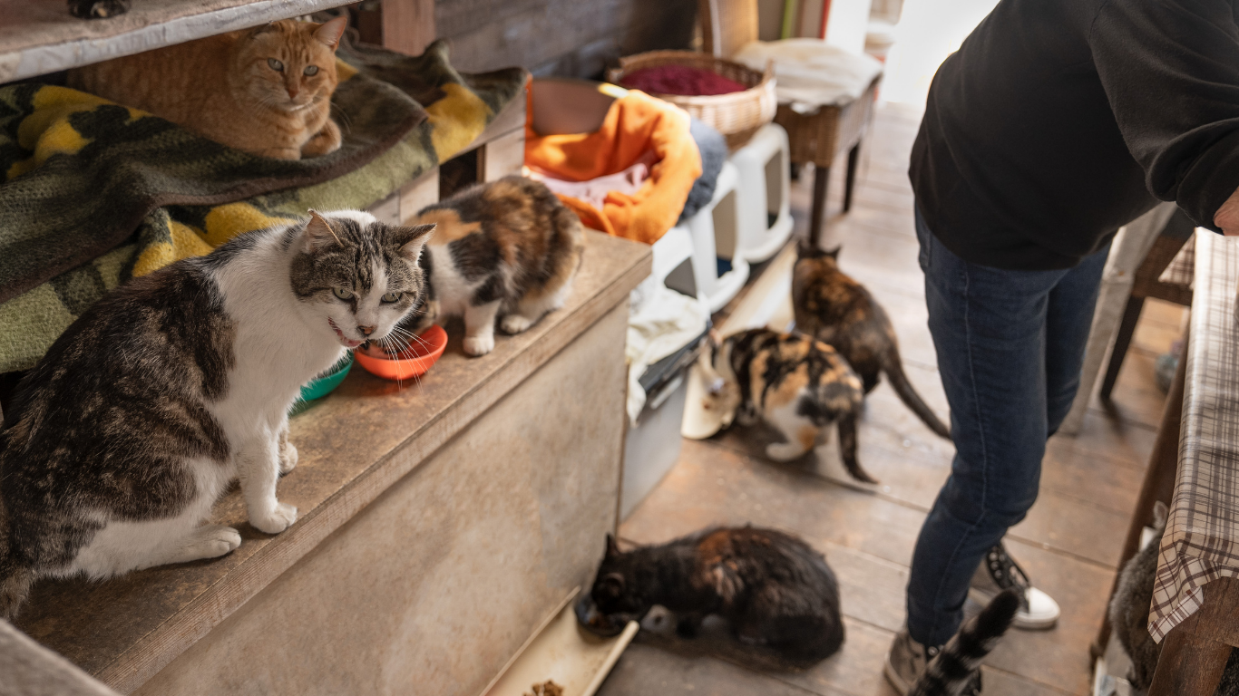 Can Pati bağış süreci