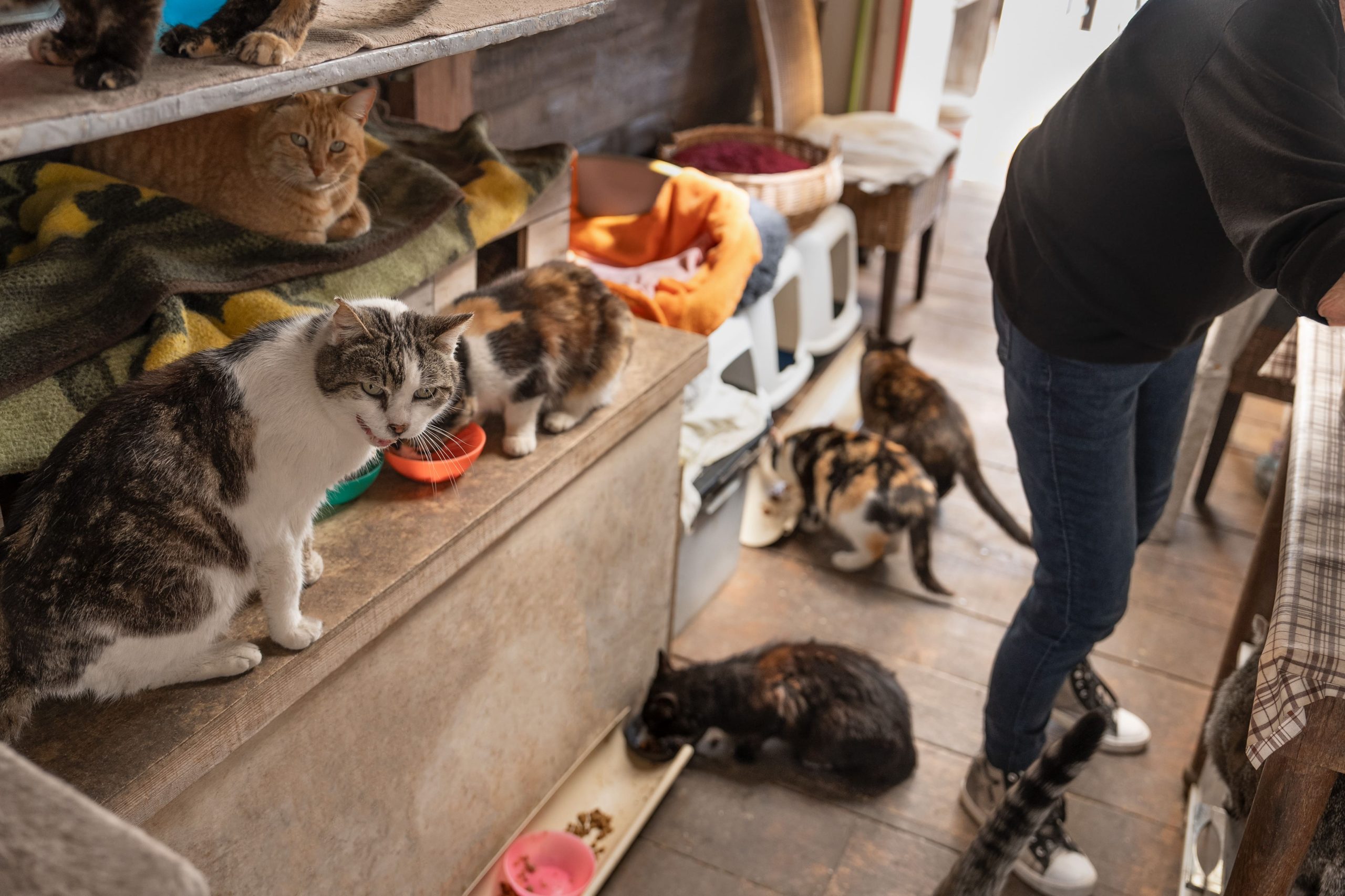 kedi derneği