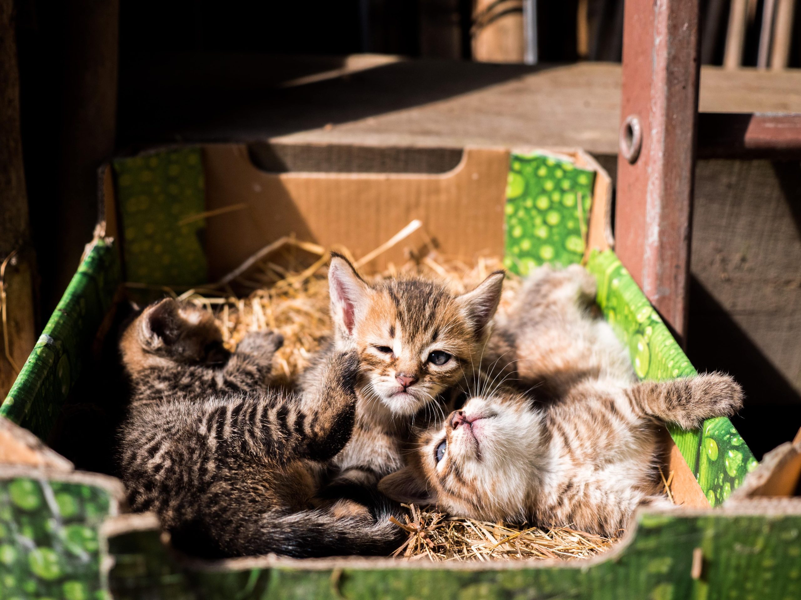 three-adorable-young-kittens-are-playing-with-each-2024-10-14-05-42-31-utc-min
