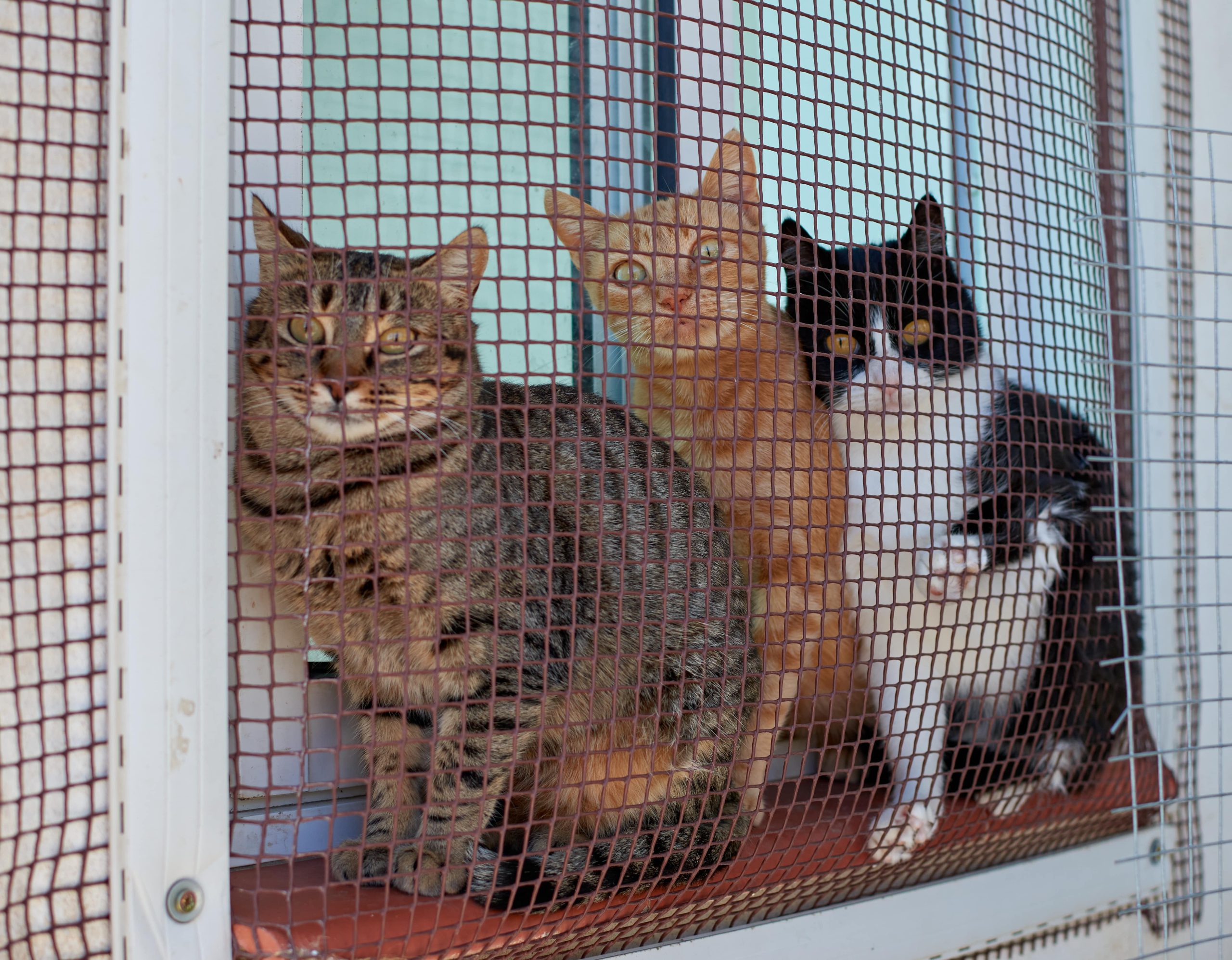 three-pet-cats-funnily-staring-outdoors-through-a-2023-11-27-05-25-05-utc-min